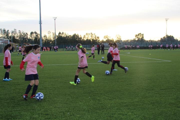 Rosa Pintadera 2019